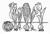 coloriage fleurs a bulbe narcisse tulipe jonquille